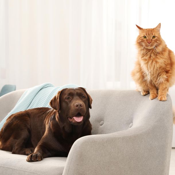 Pet Area - Scandicci Fiera